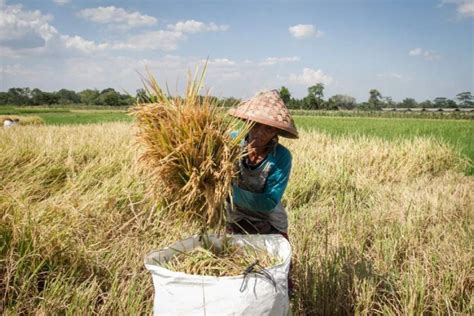 BPS Prediksi Produksi Padi Kaltim Tahun Ini Turun 10 Persen