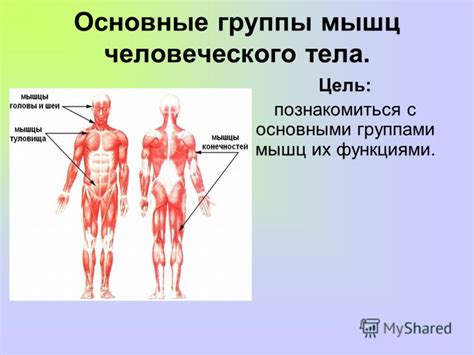 Презентацию Мышцы Головы И Шеи - kolagmk