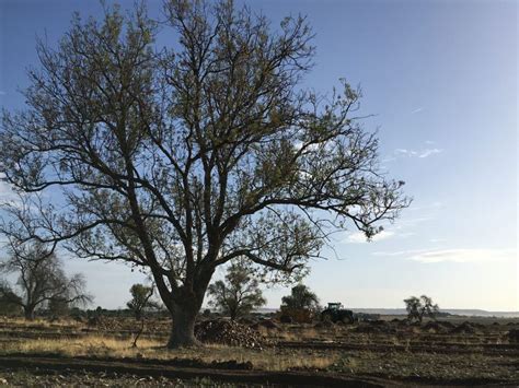 La Pistachera Del Jarama Ya Est Arrancando Rboles Centenarios