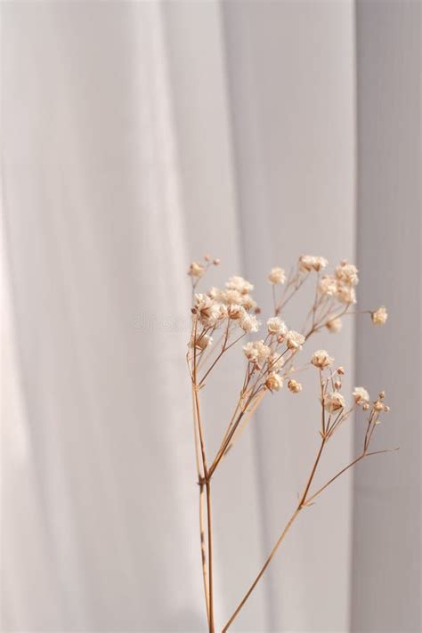 Dry Aesthetic Decorative Flower Element Stock Image Image Of Interior