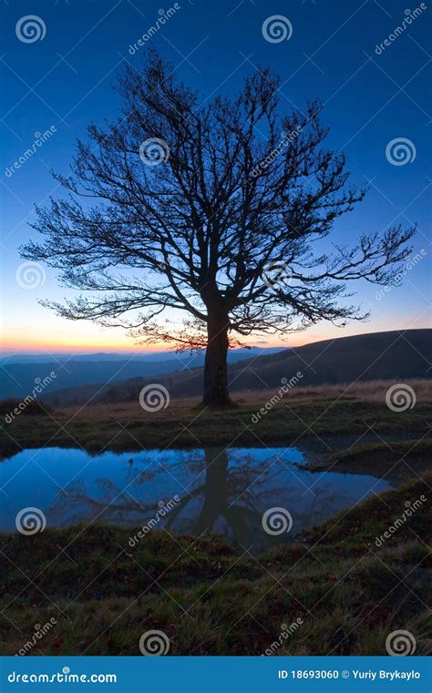 Lonely Autumn Naked Tree On Night Mountain Top Stock Photo Image Of Plateau Horizon 18693060