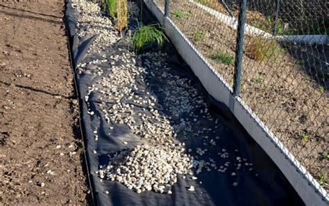 Как защитить участок от соседских сорняков | Дела огородные (Огород.ru)