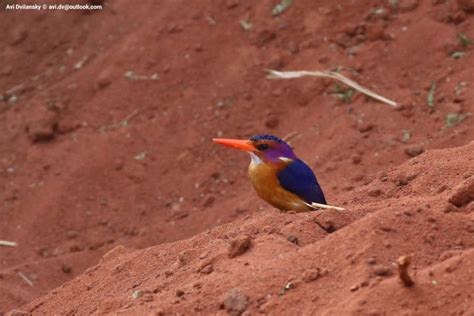 Murchison Falls Birding Safari 4 Days Bird Watching Mamaland Safaris