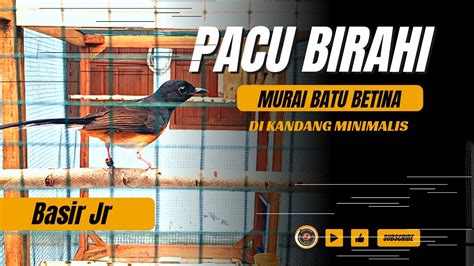 CARA MENAIKAN BIRAHI MURAI BATU BETINA DI KANDANG PACU BIRAHI YouTube