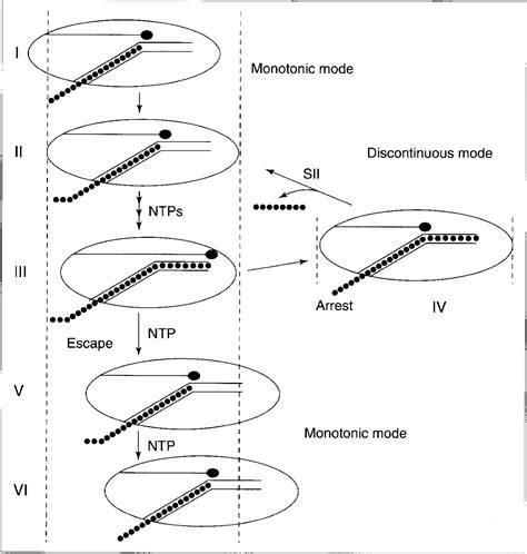 Figure 1 From The RNA Polymerase II General Elongation Factors