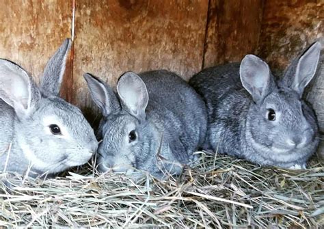 Standard Chinchilla Rabbit Overview Of The Domestic Breed