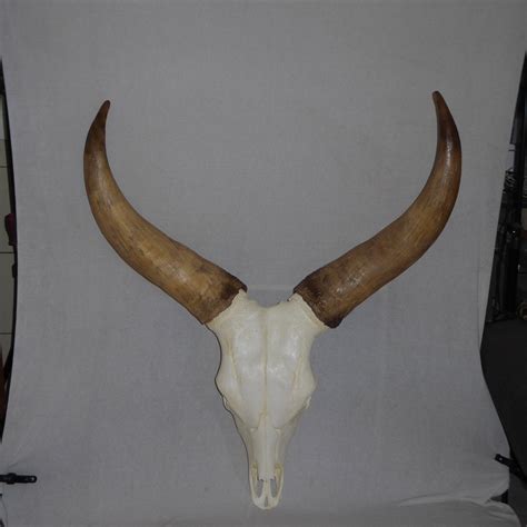 Ankole-Watusi Skull Replica - SkeletonsAndSkullsSuperstore