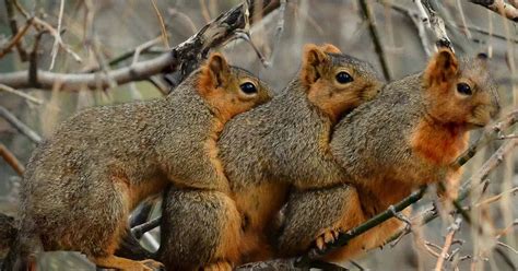 Three Bright Eyed And Bushy Tailed Squirrels Seen Cuddling Mirror Online