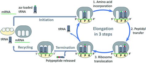 Initiation Elongation Terminaison