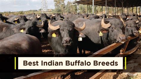 Top Buffalo Breeds in India & Where they found