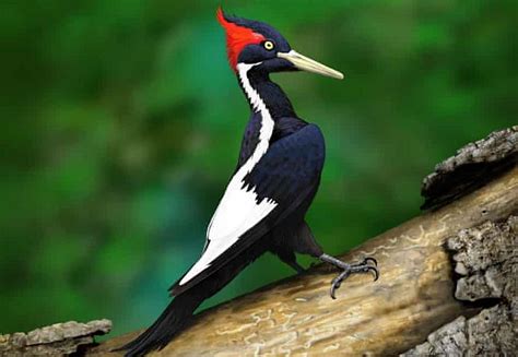 23 Species Declared Extinct Including Iconic N American Birds