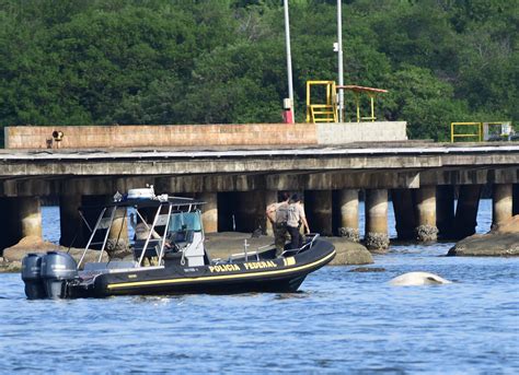 Carca A De Tubar O Baleia Encontrada Na Ba A De Vit Ria A Gazeta