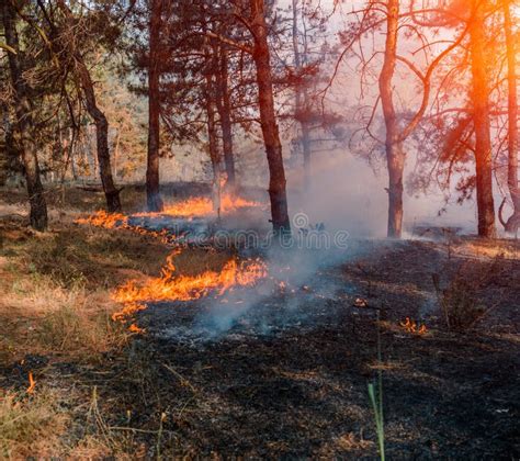 Forest Fire Burned Trees After Forest Fires And Lots Of Smoke Stock