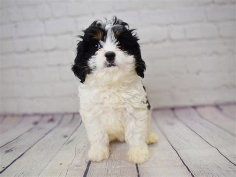 Mini Bernedoodle Dog Female Black And White 3071434 Petland Pickerington