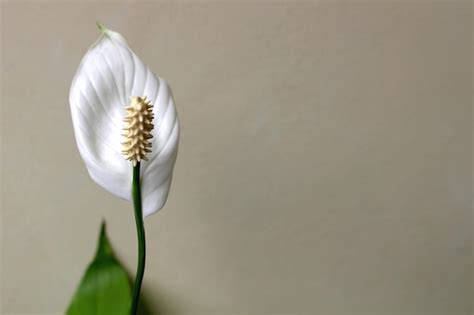 La flor de la planta ornamental spathiphyllum kochii o también llamada