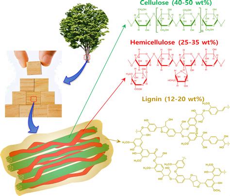 Scheme 1 Pictorial Representation Of The Hierarchical Structure Ofwood