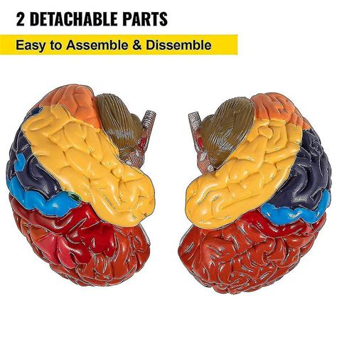 Modèle De Cerveau Humain Anatomie 2 Parties Modèle Du Cerveau Code