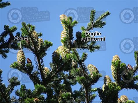 Abies Alba Abete Bianco Strobilo Strobili Abies Alba Abete