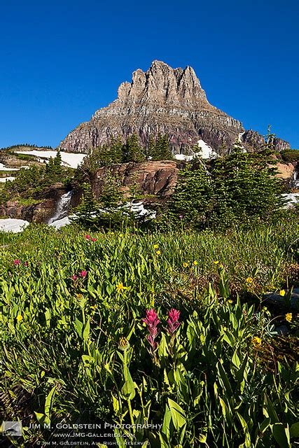 Clements Mountain Wildflowers Glacier National Park National Parks