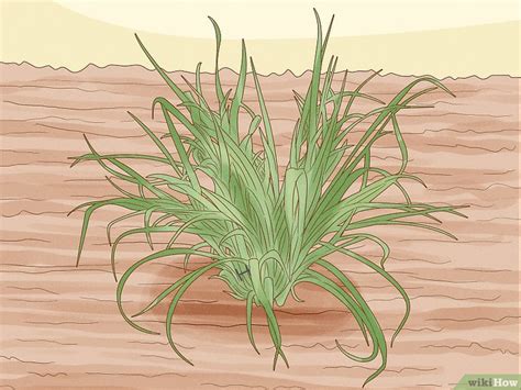 How To Harvest And Store Lemon Grass