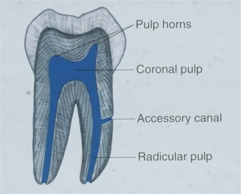 Histology Chapter 13 Dentin Pulp Complex Flashcards Quizlet