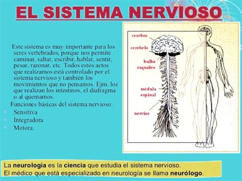 Sistema Nervioso Anatomía Funciones Partes Importancia Y Cuidados