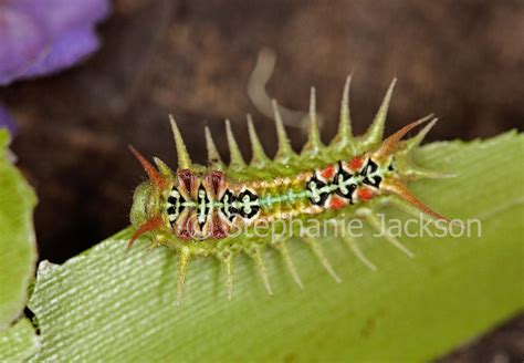 Best Photos of Australian insects, photographs of caterpillars in Australia