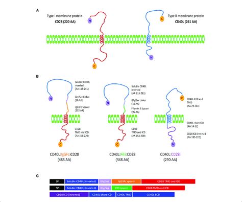 design  cdlcd csps  cd  cdl  depicted