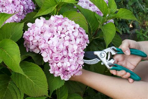 Guida Completa Alla Potatura Delle Ortensie Esperti Di Giardinaggio