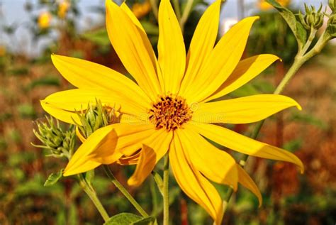 Yellow Flower Of Jerusalem Artichoke Stock Image Image Of Jerusalem