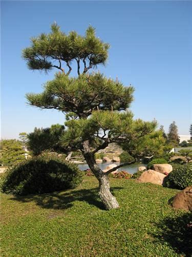 Japanese Black Pine Pinus Thunbergii Japanese Garden Plants