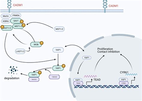 Frontiers Functional And Clinical Characteristics Of Cell Adhesion