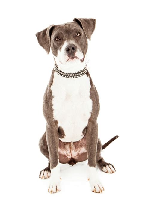 American Pit Bull Terrier Mix Photos | ThriftyFun