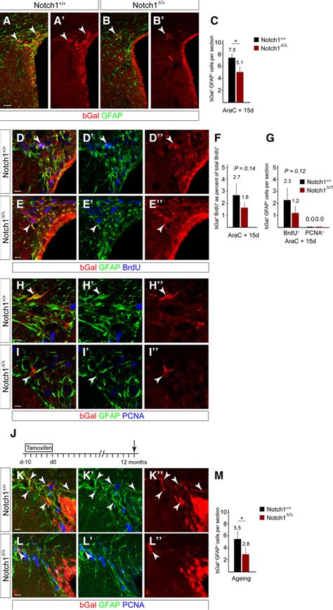 Notch1 Ablation Results In A Reduction In GFAP Dormant NSCs In The