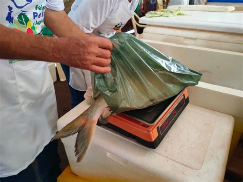 Produtores Atendidos Pela ATeG Piscicultura Participam Da Feira Do