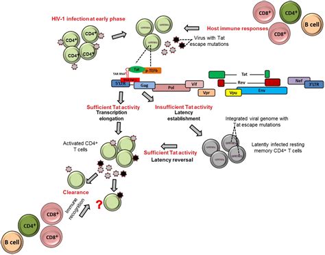 Frontiers Hiv Tat And Viral Latency What We Can Learn From