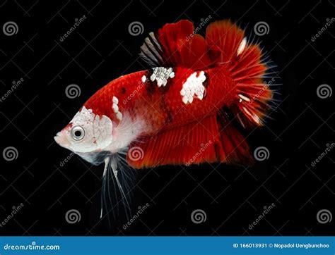 Fancy Koi Galaxy Betta Fish Image Stock Image Du Demi Beau 166013931