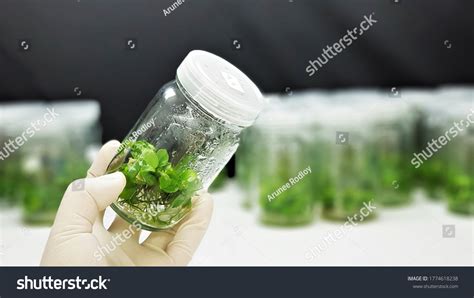 Plants Tissue Culture Glass Bottle On Stock Photo 1774618238 Shutterstock