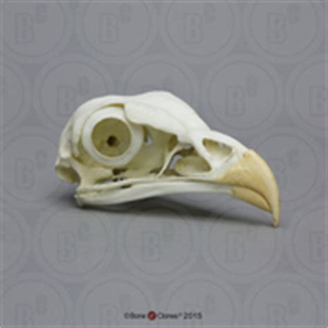 Andean Condor Skull - Bone Clones, Inc. - Osteological Reproductions