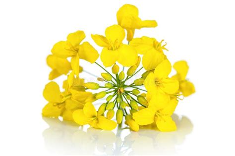 Rapeseed Flower. On white background. Brassica napus blossom , #spon, #white, #Flower, #Rapeseed ...