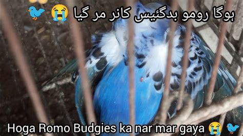 Hoga Romo Budgies Ka Nar Mar Gaya Shehrmaindihat YouTube