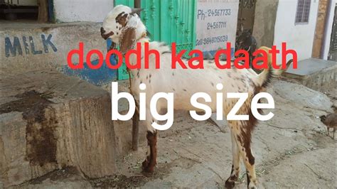 9603721597 Pure Beetal Collection Big Size Beetal Bakra Beetal Goats