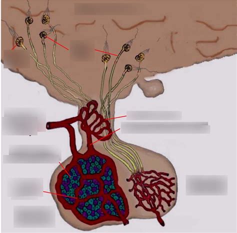 ASCI215 - Hormones + Endocrinology Diagram | Quizlet