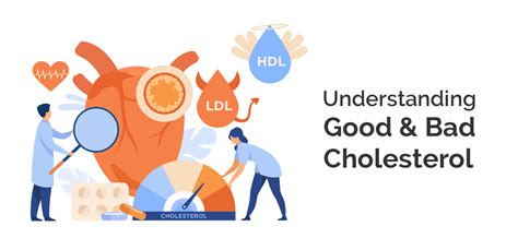 Understanding Good And Bad Cholesterol Nh Assurance