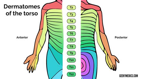 Dermatomes Anatomy And Dermatome Map Kenhub 42 OFF