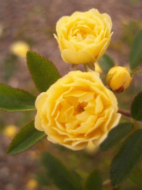 Pastel Yellow Miniature Roses I Rosales Rosaceae Rosa Som Flickr