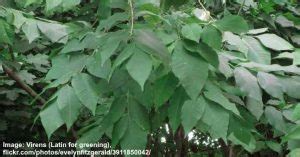 White Ash Tree: Leaves, Bark (Pictures) - Identification Guide