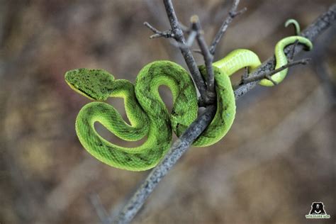 Venomous Snakes Of India - Wildlife SOS