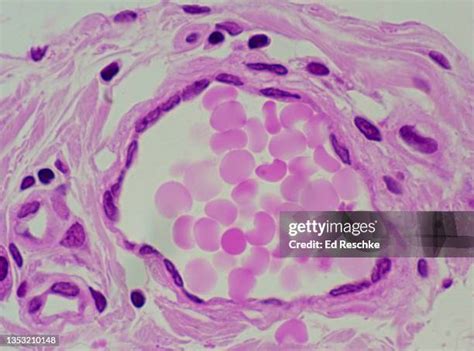 White Blood Cell Histology Photos And Premium High Res Pictures Getty