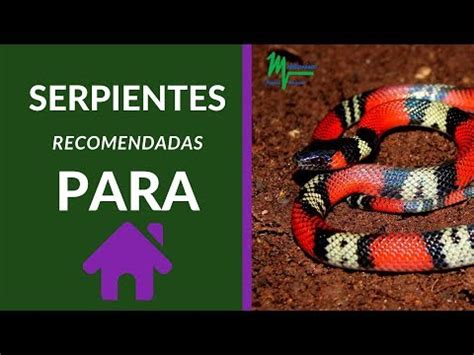 Descubre las serpientes pequeñas perfectas para tener en casa Todo lo